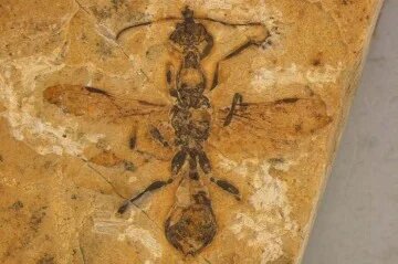 1_low_res_ant_fossil_photograph_credit_anderson_lepeco-50374531.jpg