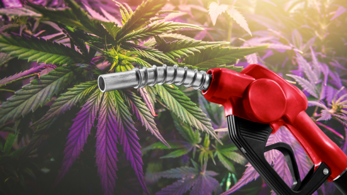 biocombustivel-cannabis-maconha.png