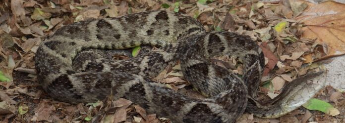 serpente-jararaca-da-mata-bothrops-leucurus-foto-michelly-cordeiro.jpg